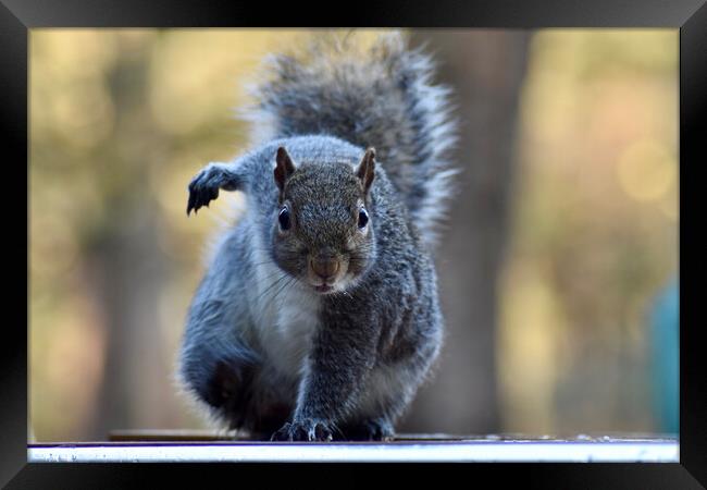 What are you looking at? I'm just a squirrel! Framed Print by Julie Tattersfield