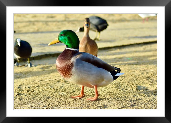 Mallard duck standing out from the crowd Framed Mounted Print by Julie Tattersfield