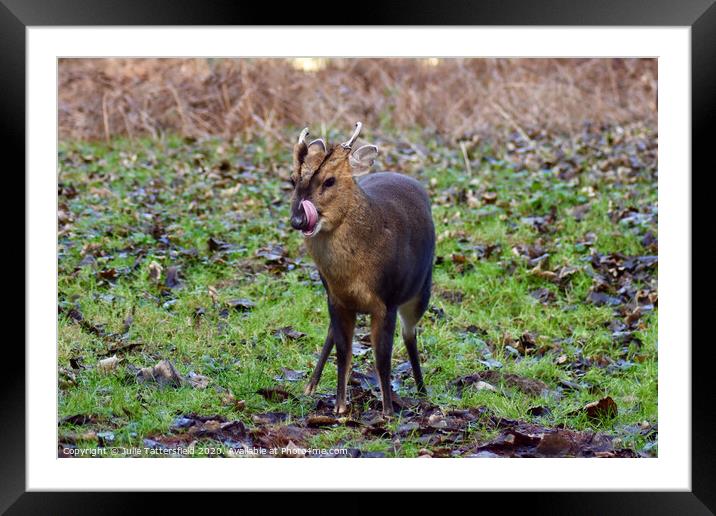 A Muntjac deer in the forest Framed Mounted Print by Julie Tattersfield