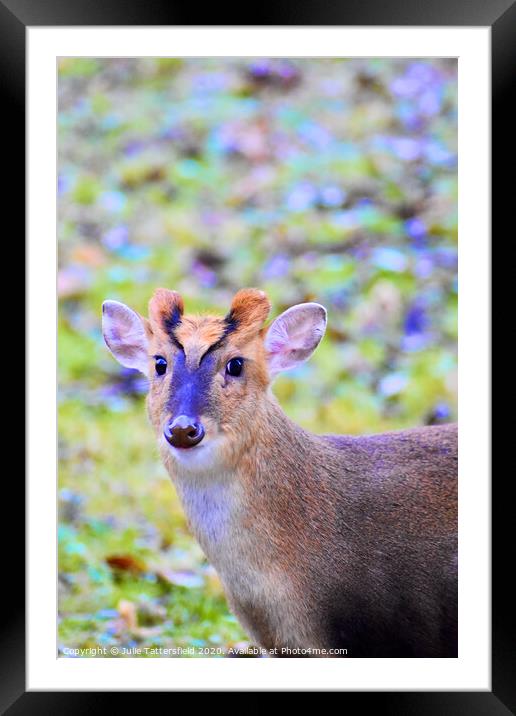 Look at my shiny nose! Framed Mounted Print by Julie Tattersfield