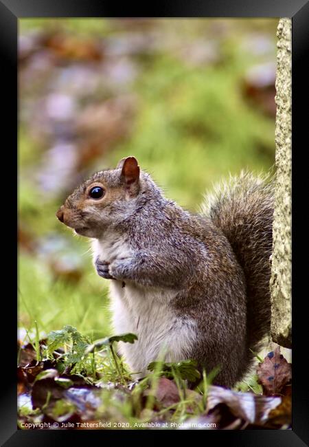 A Squirrel on the look out Framed Print by Julie Tattersfield