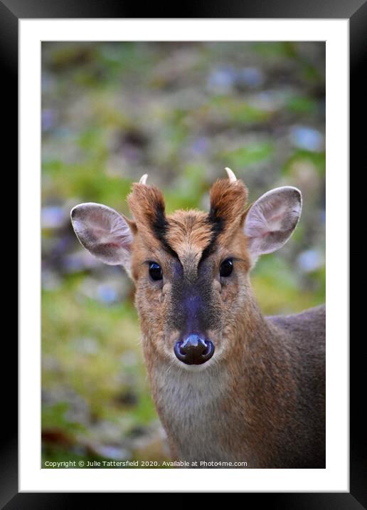 A muntjac deer looking at the camera Framed Mounted Print by Julie Tattersfield