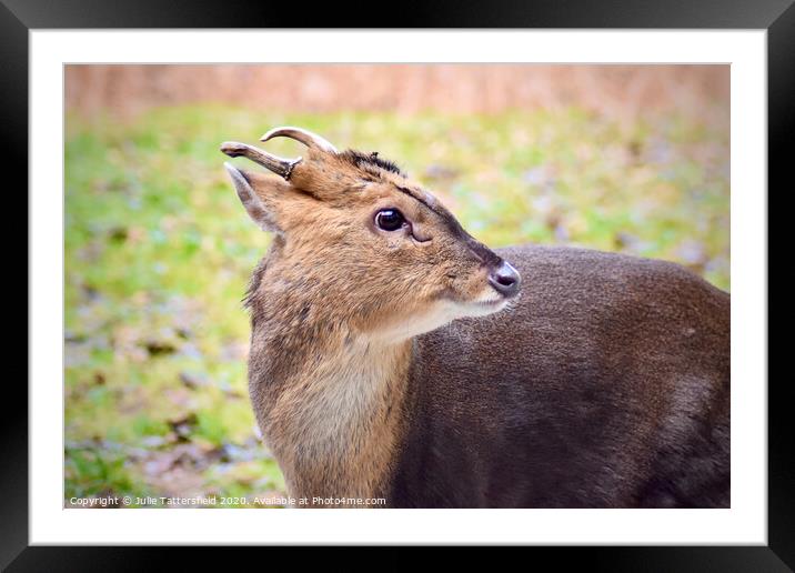 Muntjac deer  Framed Mounted Print by Julie Tattersfield
