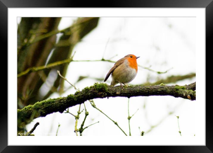 Robin perched on a tree branch Framed Mounted Print by Julie Tattersfield