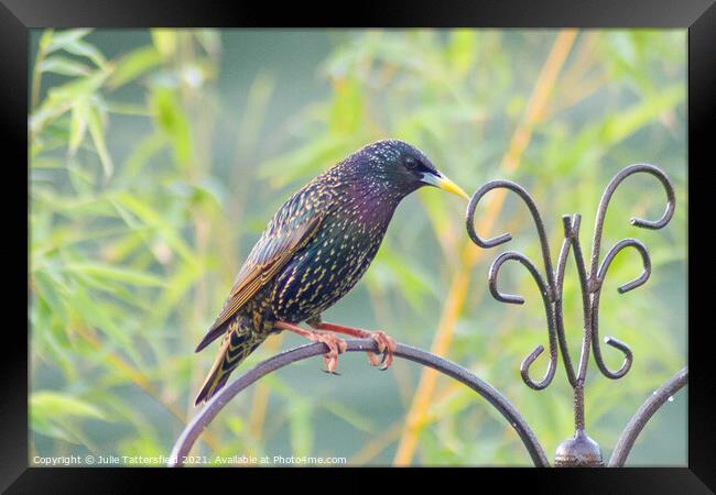 Starling bird perched showing its true colours Framed Print by Julie Tattersfield