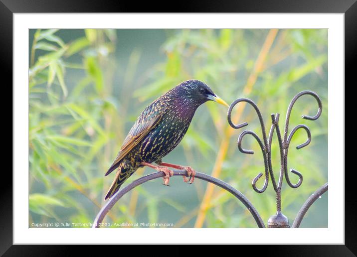Starling bird perched showing its true colours Framed Mounted Print by Julie Tattersfield