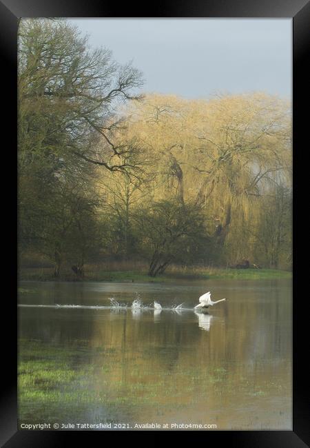 swan ready for take off! Framed Print by Julie Tattersfield