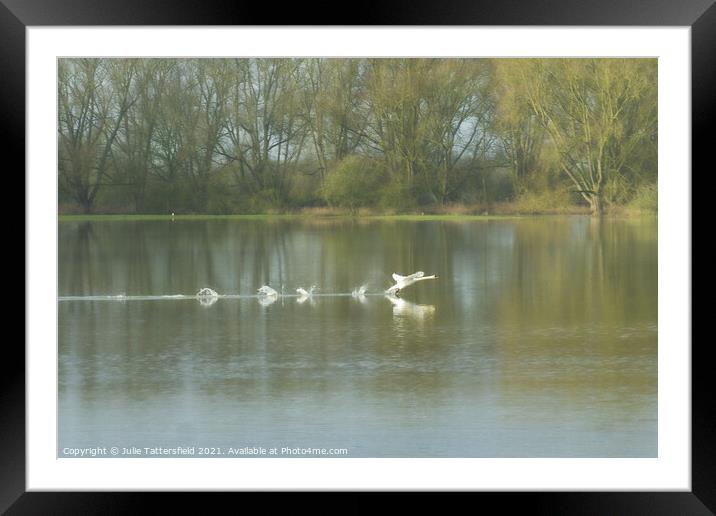Swan making many splashes! Framed Mounted Print by Julie Tattersfield