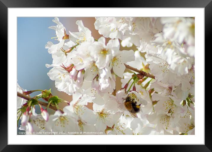 Bee enjoying the pollen from the spring blossom  Framed Mounted Print by Julie Tattersfield