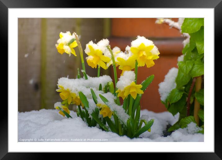 Daffodils in the snow  Framed Mounted Print by Julie Tattersfield