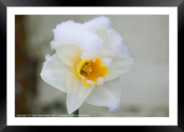 delicate Daffodil in the snow Framed Mounted Print by Julie Tattersfield