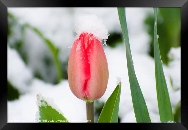 pink tulip in the spring snow Framed Print by Julie Tattersfield