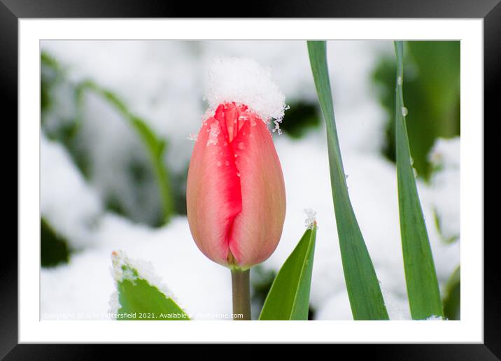 pink tulip in the spring snow Framed Mounted Print by Julie Tattersfield