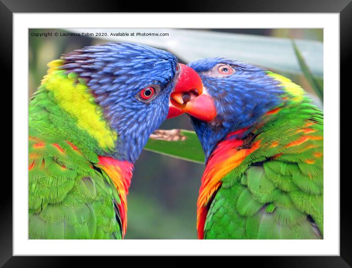 Friendly Parrots Framed Mounted Print by Laurence Tobin