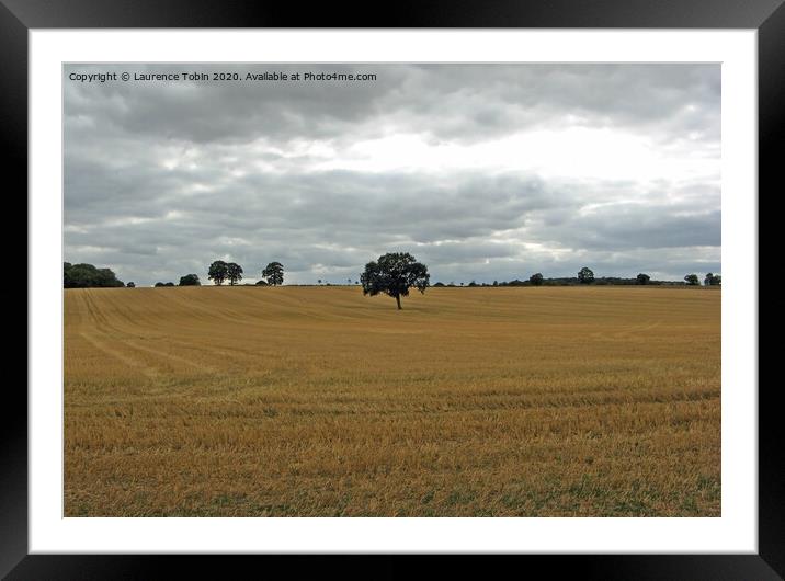 Solitary Tree In Mown Field, Essex Framed Mounted Print by Laurence Tobin