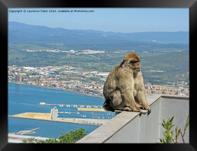 Barbary Ape Above Gibraltar Harbour Framed Print by Laurence Tobin