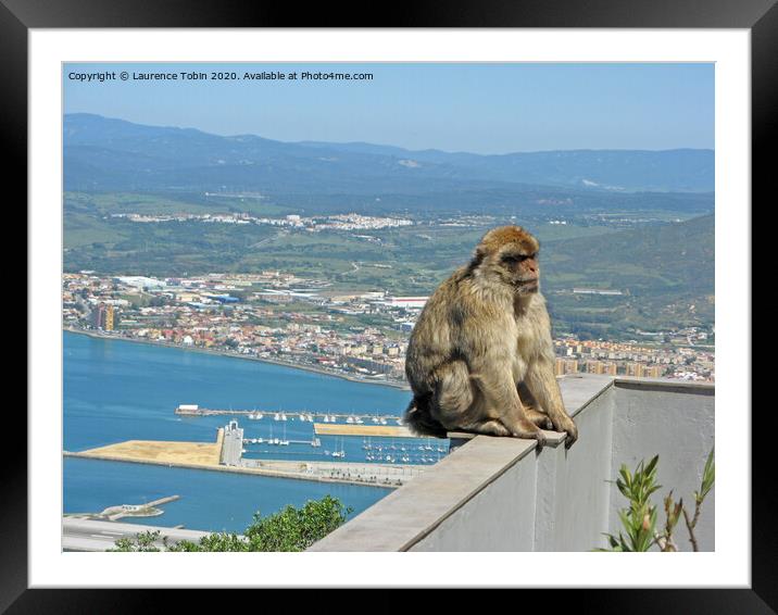 Barbary Ape Above Gibraltar Harbour Framed Mounted Print by Laurence Tobin