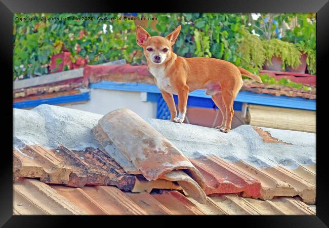 Dog on Roof, Cuba Framed Print by Laurence Tobin