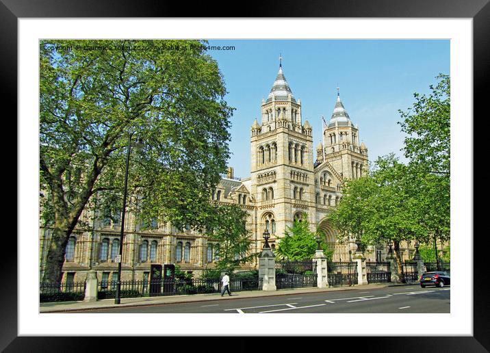 Natural History Museum, London Framed Mounted Print by Laurence Tobin