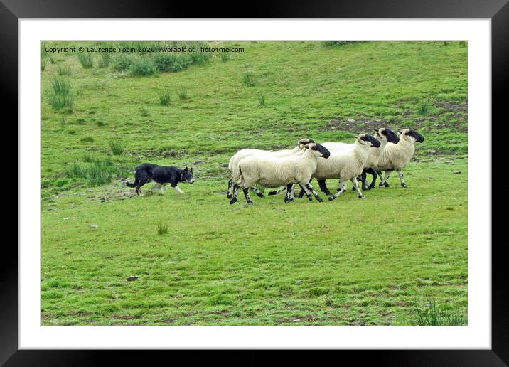 Sheepdog working, Kilkenny, Ireland Framed Mounted Print by Laurence Tobin