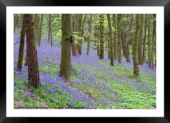 Bluebells Bothal Woods Northumberland Framed Mounted Print by David Thompson