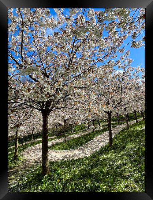 Cherry Blossom Alnwick  Framed Print by David Thompson