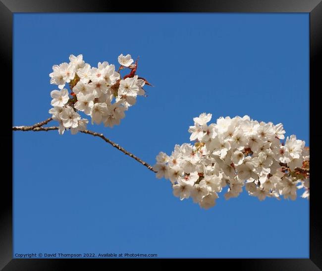 Cherry Blossom Framed Print by David Thompson