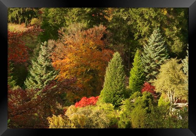 Autumn Colours Rothbury Northumberland  Framed Print by David Thompson