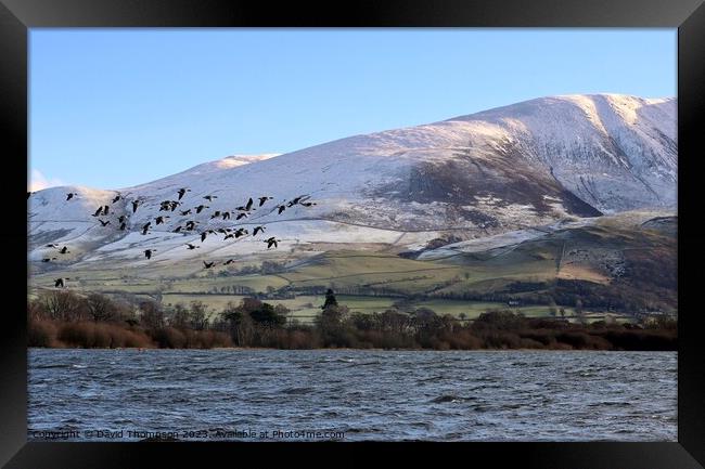 Bassenthwaite Geese Framed Print by David Thompson