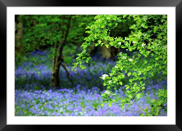 Bluebell Woods Morpeth Northumberland Framed Mounted Print by David Thompson