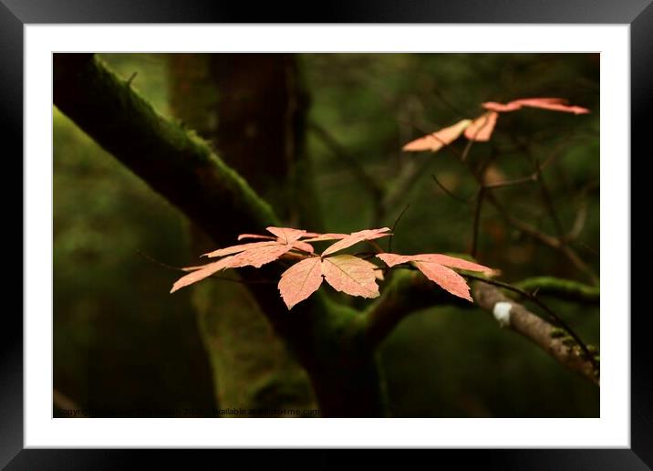  Autumn Fall in Northumberland  Framed Mounted Print by David Thompson