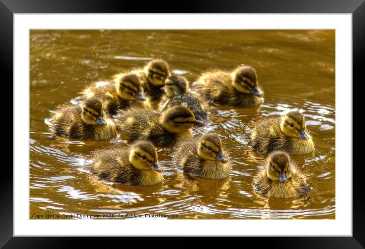 Ducklings  Framed Mounted Print by David Thompson