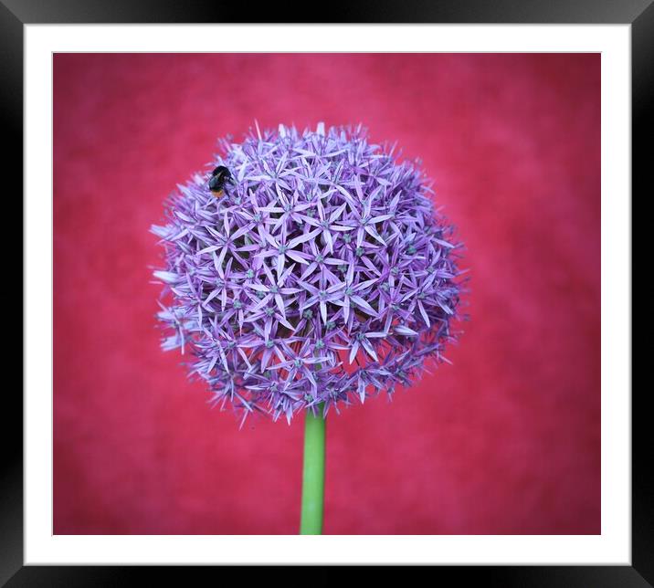 Allium purple flower Framed Mounted Print by David Thompson