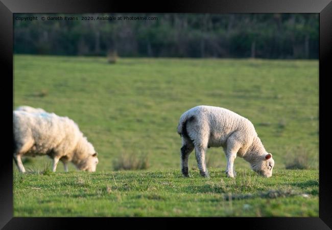 A lamb and it’s mother eating  Framed Print by Gareth Evans