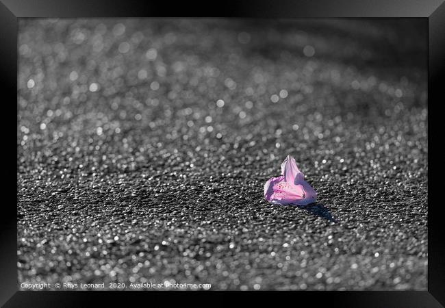 colorful Pink and red flower fallen on grey tarmac Framed Print by Rhys Leonard