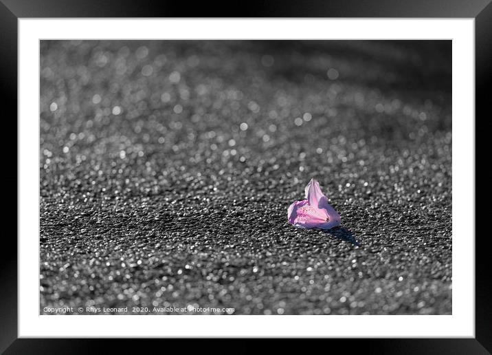 colorful Pink and red flower fallen on grey tarmac Framed Mounted Print by Rhys Leonard