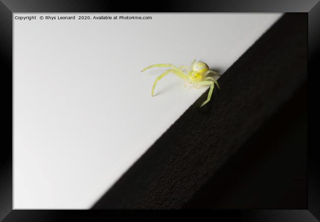 Balancing on the sharp edge, a tiny yellow SPIDER Framed Print by Rhys Leonard