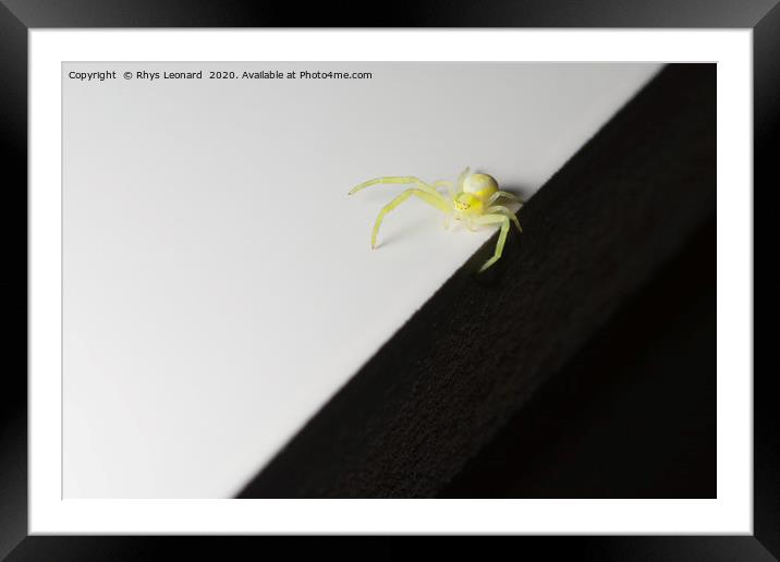 Balancing on the sharp edge, a tiny yellow SPIDER Framed Mounted Print by Rhys Leonard