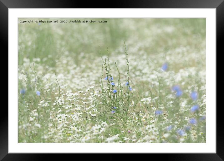 Blue patch of wild chicory flower in a meadow Framed Mounted Print by Rhys Leonard