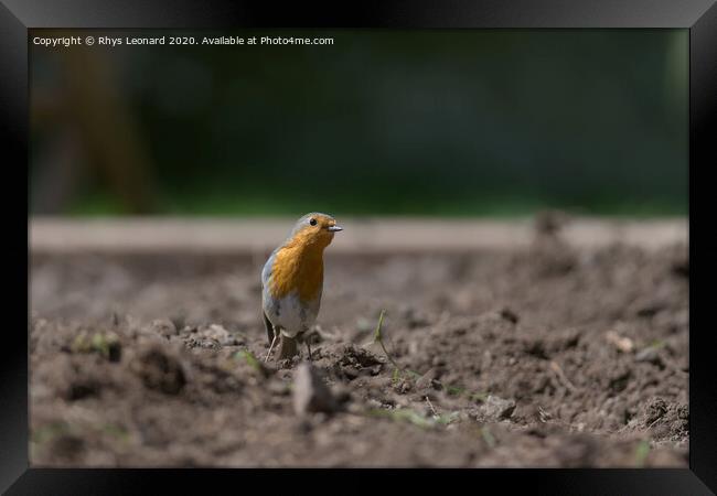 Redbreast robin stood among a garden planting bed inquisitively tilts head to look at the camera. Framed Print by Rhys Leonard