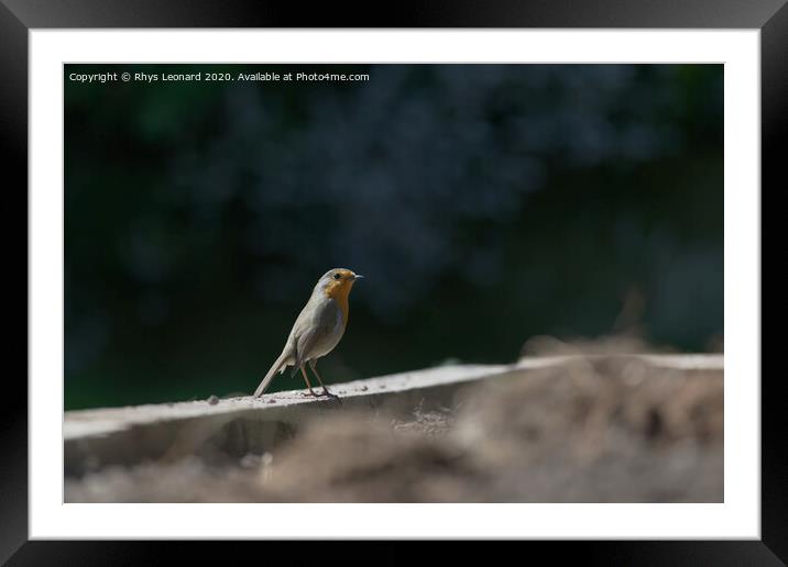 Side profile as a red breast robin stands on wooden border. Catch light sparkles in the beady birds eye. Framed Mounted Print by Rhys Leonard