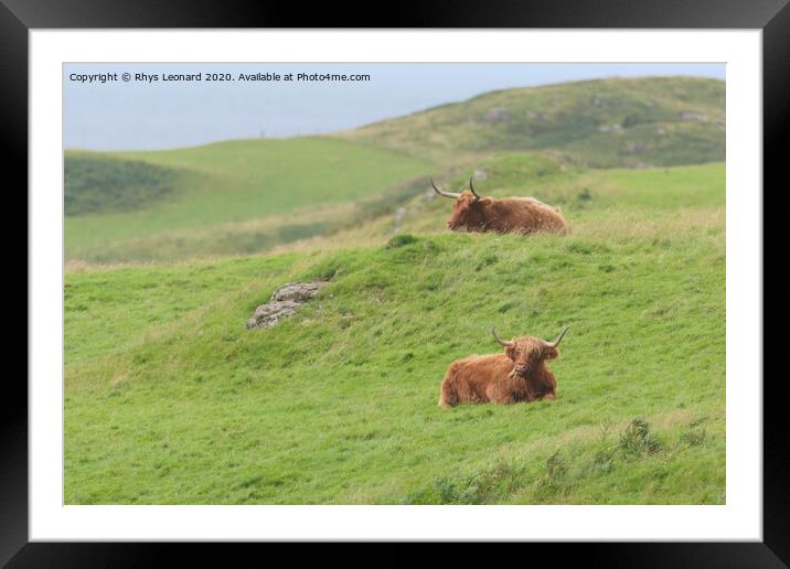 Two male highland cattle bulls lye amongst windswept grass, one chews, one on a mound. Framed Mounted Print by Rhys Leonard