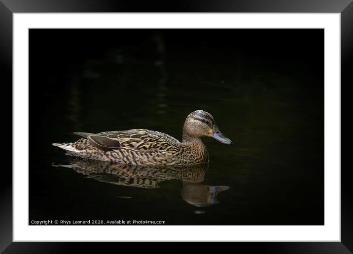 Female mallard duck on water black background Framed Mounted Print by Rhys Leonard