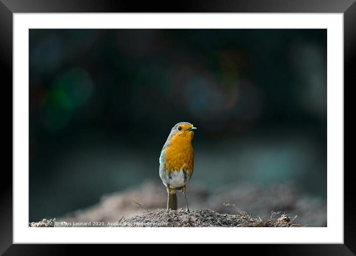 A robin stands on mud Framed Mounted Print by Rhys Leonard