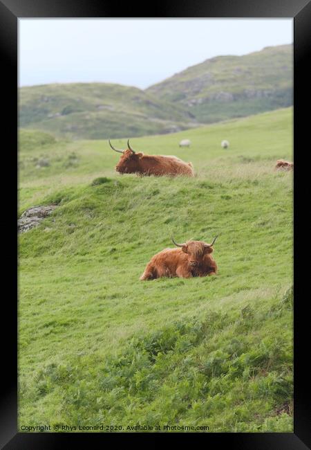 Portrait two male highland cattle bulls lye amongst windswept grass Framed Print by Rhys Leonard