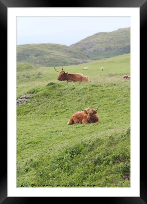 Portrait two male highland cattle bulls lye amongst windswept grass Framed Mounted Print by Rhys Leonard