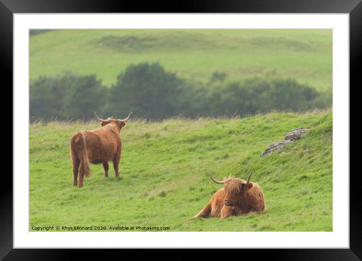 Moody scene of 2 highland cattle scottish bulls Framed Mounted Print by Rhys Leonard