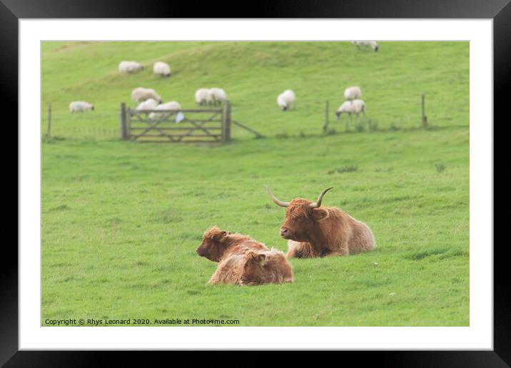 Agricultural rural scene, trio family of highland cattle Framed Mounted Print by Rhys Leonard