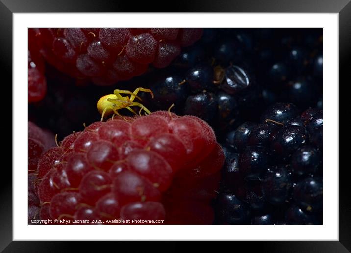 Yellow sac black footed spider covered in berry juice on a raspberry. Framed Mounted Print by Rhys Leonard