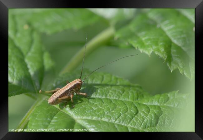 Medium shot of a dark bush cricket on a raspberry plant leaf Framed Print by Rhys Leonard
